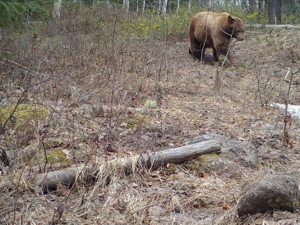 bear_pitchstone_waters_idaho