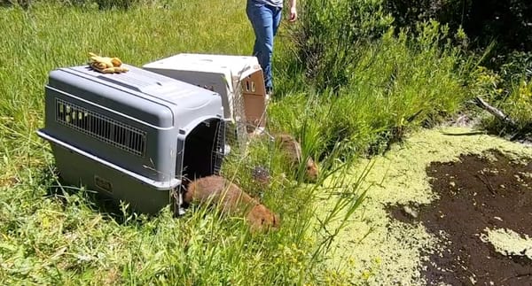 beaver_release_artificial_dam