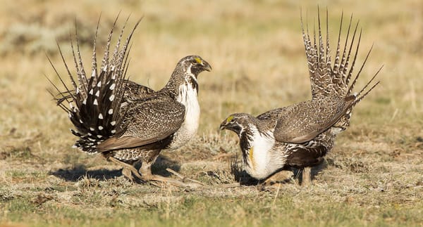 sage_grouse