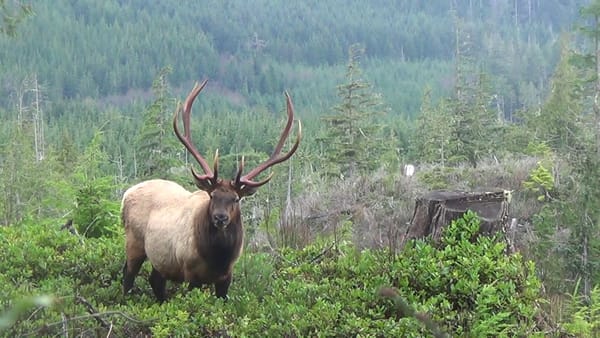 roosevelt_elk