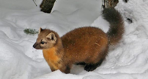 After Dinner Guest: American Pine Marten