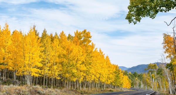 pando_forest_utah