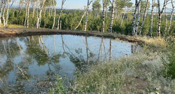 a small turkey nest pond