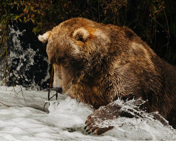 Thousands Tune In to Watch Otis, Four-Time Champ of ‘Fat Bear Week,’ on Livecam