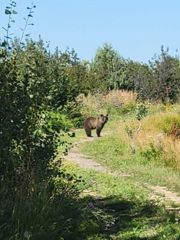 A bear is encountering a human in Idaho