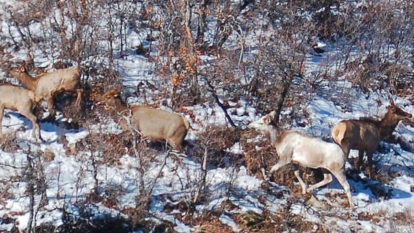 this is a piebald cow elk, which are very rare to spot in Colorado