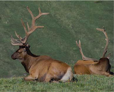 elk_11