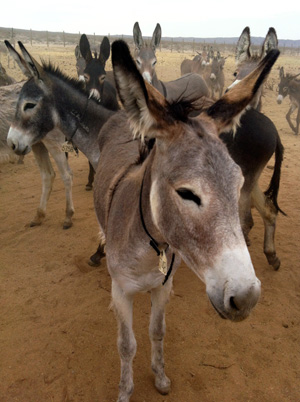 Nuisance burros sometimes wander on to the runway at the nearby naval base. But wranglers say if you adopt one, they make great hiking companions. And they scare away coyotes too. (Image credit: Caitlin Esch/KQED)