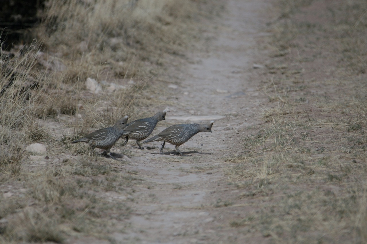 circle_ranch_tx_quail_2