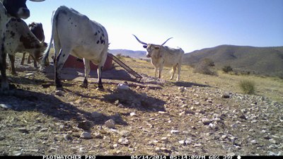 circle-ranch-sheep