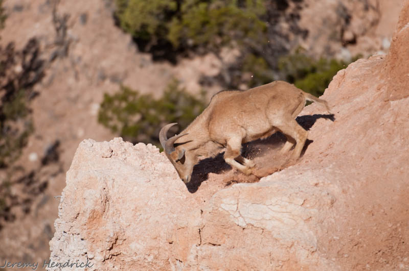 aoudad17