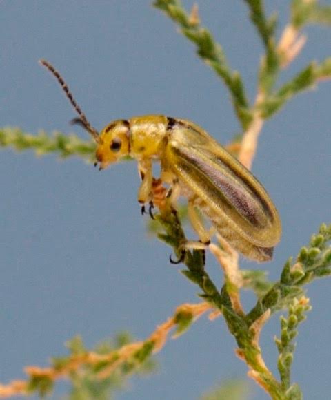 circle_ranch_biodiversity