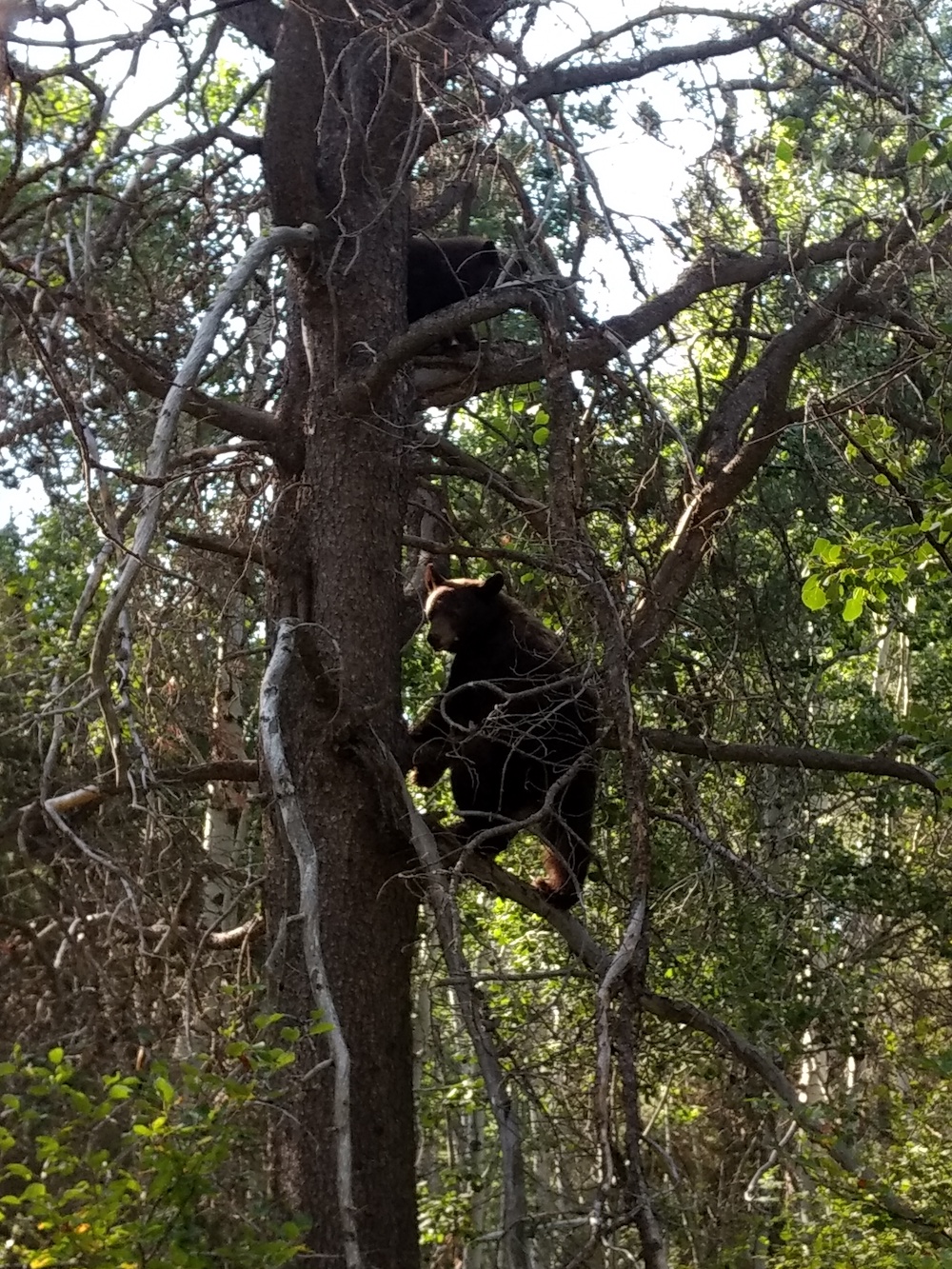 bears_at_pitchstone