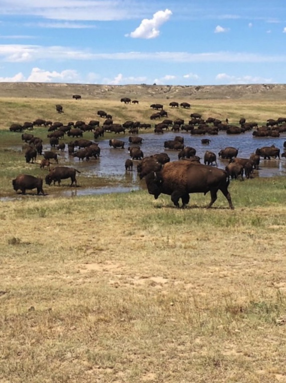 West Bijou Bison Ranch