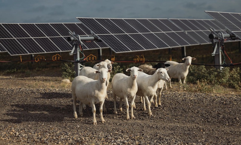 sheep_as_lawn_mowers