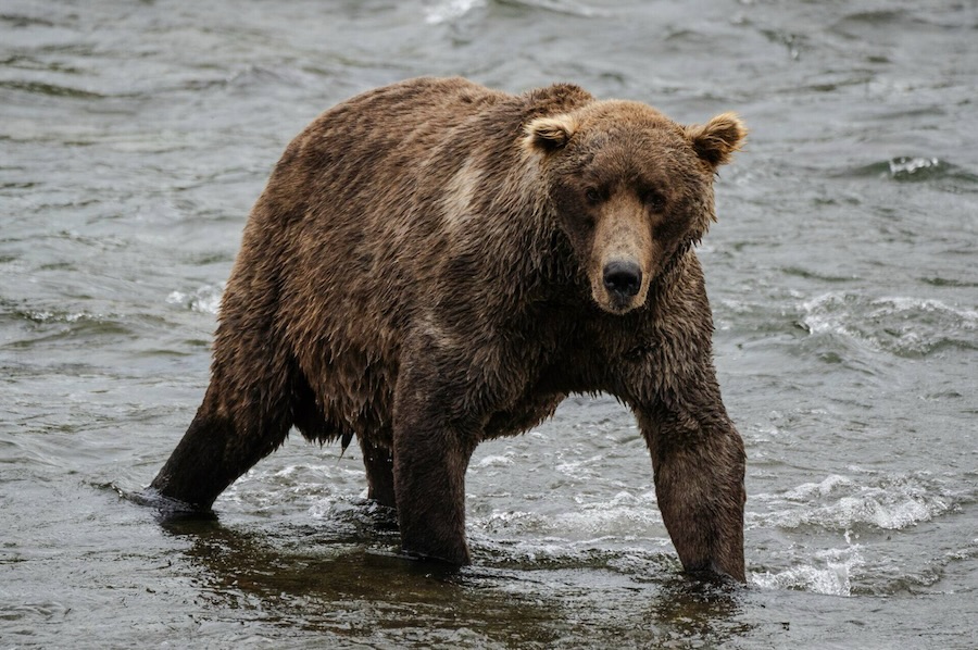 This is a picture of a bear named 480 Otis who is known as a fat bear