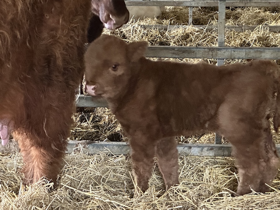 this is a Scottish Highland cow as a baby, alas known as a calf