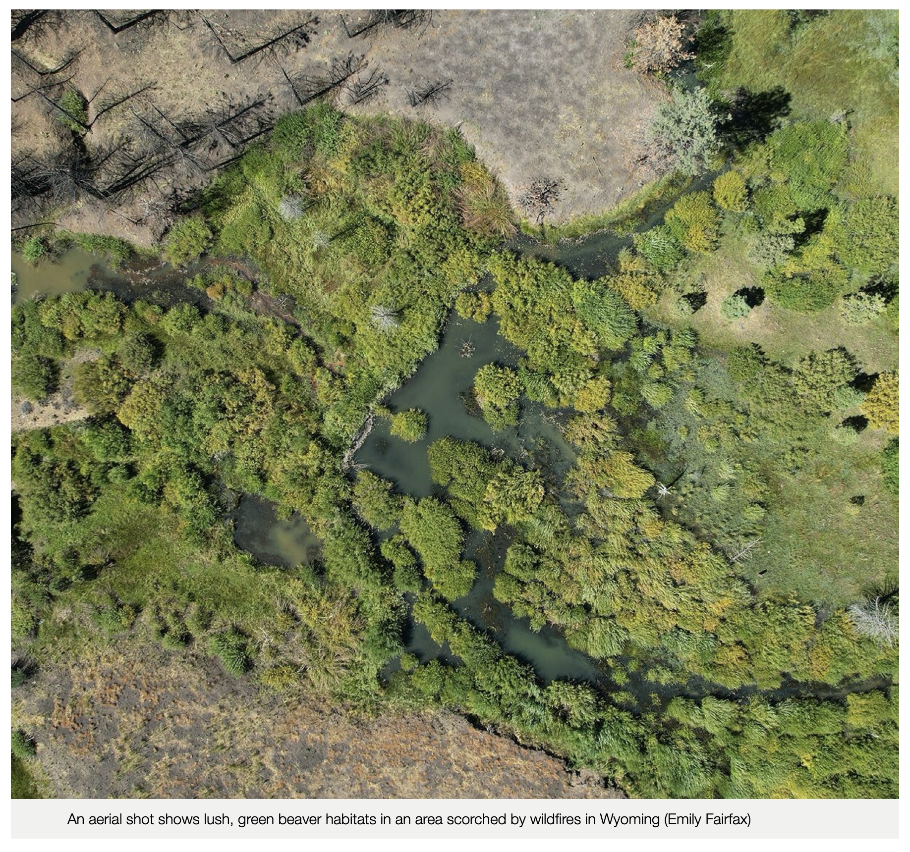 aerial_shot_beaver_impact_burned_forest_wyoming