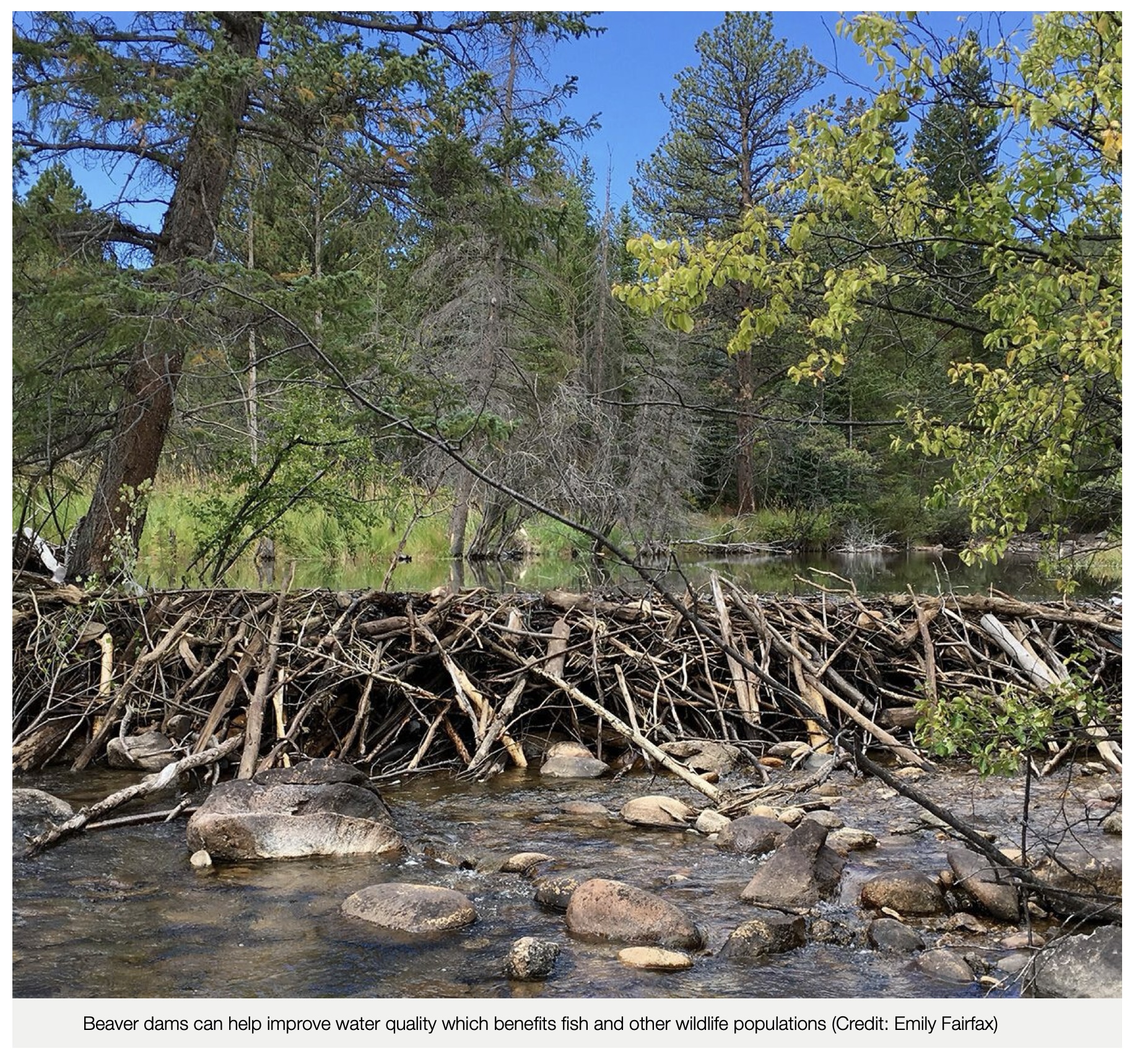 beaver_dams_help_improve_water_quality