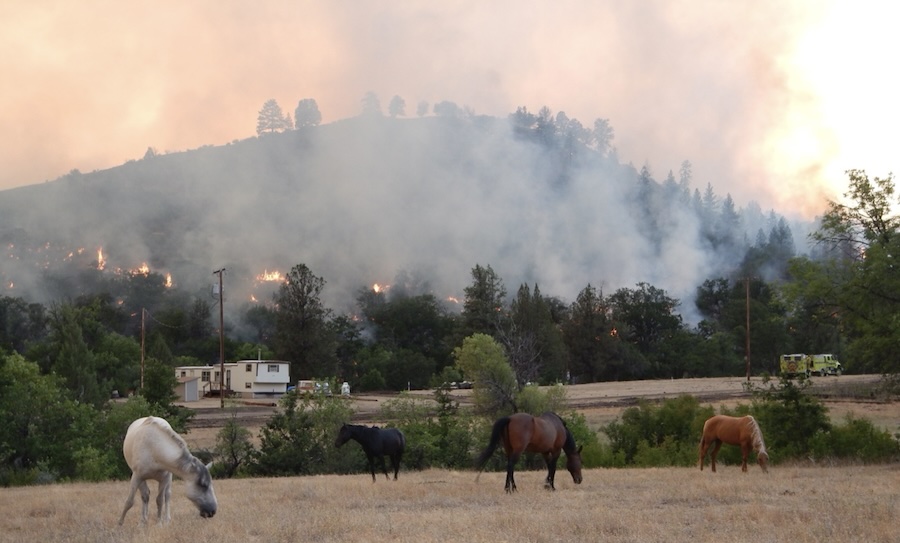 this is a picture of horses grazing in a field with a wildfire burning in the background