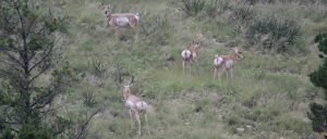 pronghorn-family-circle-feature