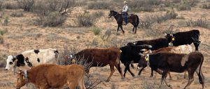 crillo-cattle-high-country-news-body-feature