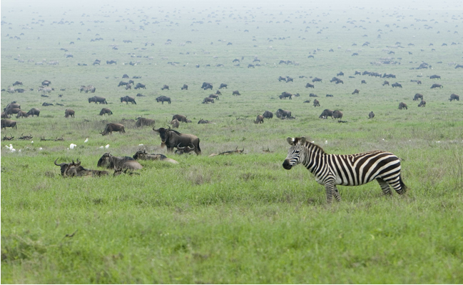 Serengeti_Migration