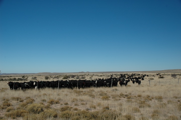 "Cattle are a common-sense replacement for the missing herds of wild grazers. They are like bison in many ways".