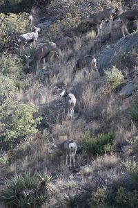 Circle Ranch - Desert Deer