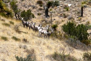 Circle Ranch - Cows and Desert Bighorn Sheep