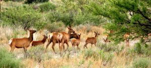 Circle Ranch - Elk Are Native to Texas