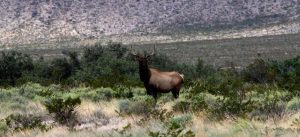 Circle Ranch - Elk Crisis in West Texas