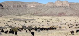 Circle Ranch - Holistic Herding