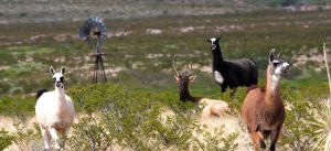Circle Ranch - Wild Life and Hunting