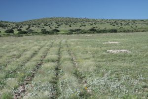 Circle Ranch - Habitat Restoration - West Texas