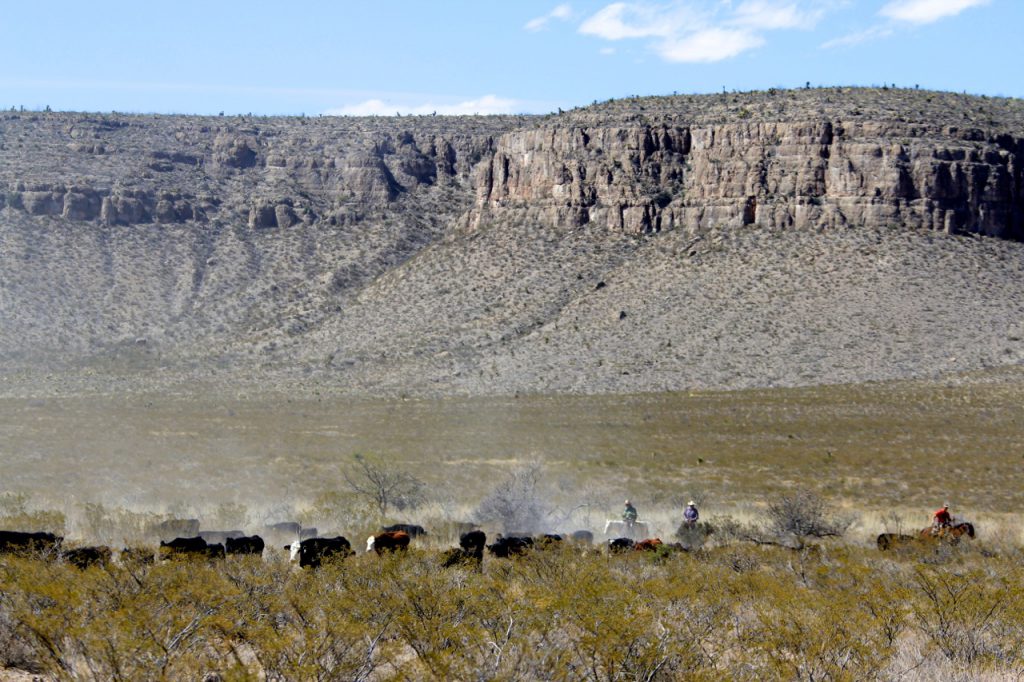 Restoring Sonoran Desert Grasslands with Cattle