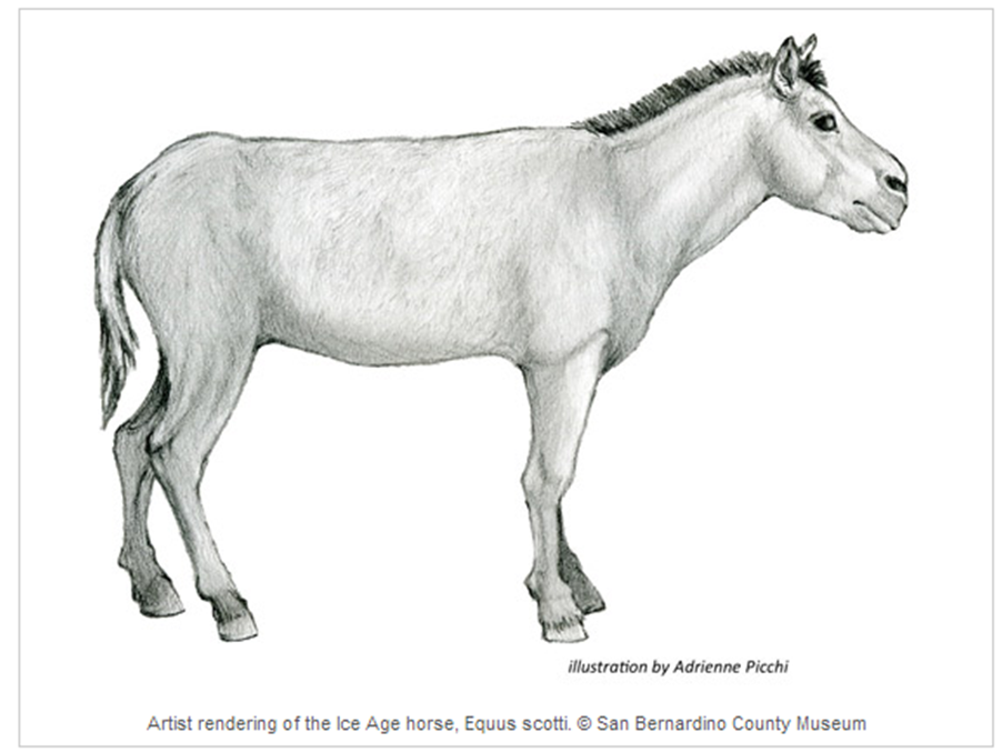 Ice Age Pleistocene Equus Horse Astragalus fossil