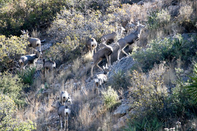 Does and Young Bucks in Little Wood Canyon