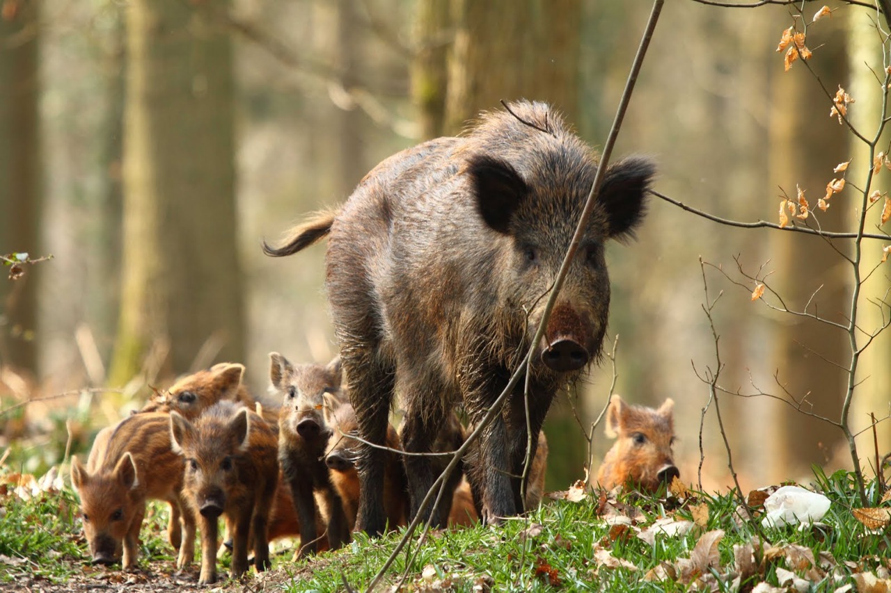 Wild_boar_pictures_6