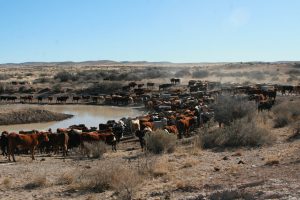 circle-ranch-texas-cattle