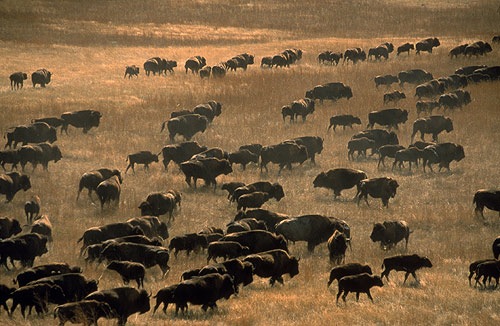 circle-ranch-texas-cattle