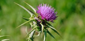 circle-ranch-thistle-west-texas