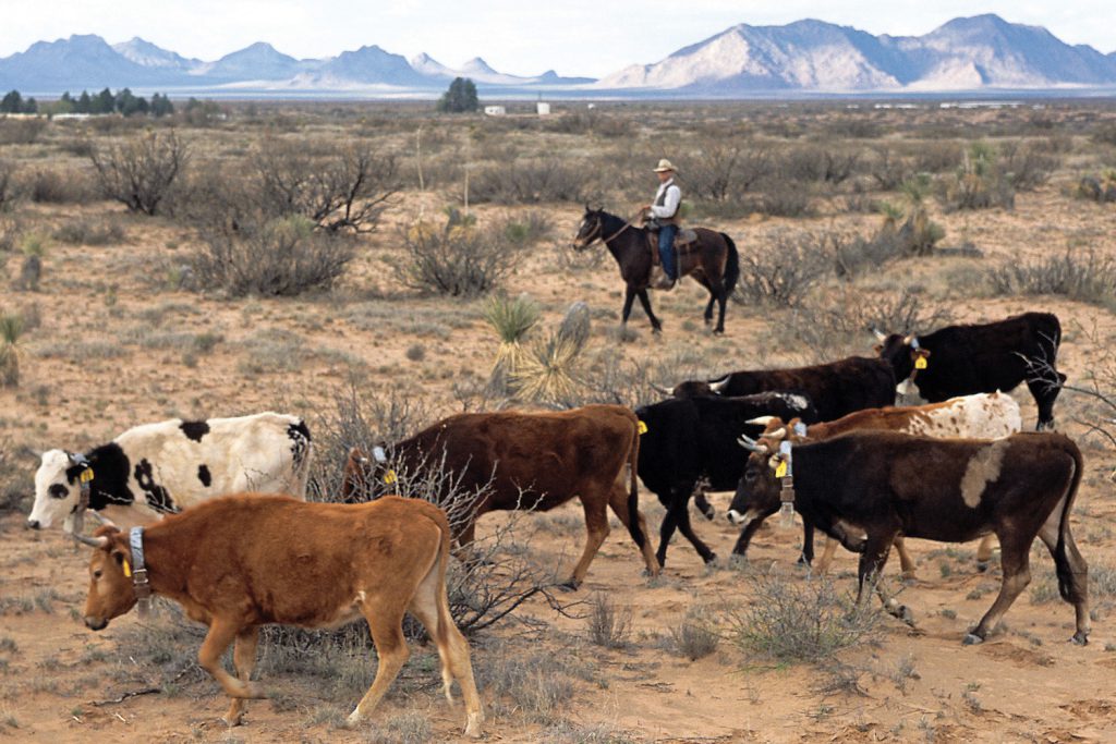 Alfredo Gonzalez herds criollo cattle on the Jornada Experimental Range in New Mexico. - IMAGE via High Country News