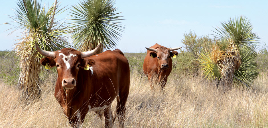 crillo-cattle-high-country-news-feature
