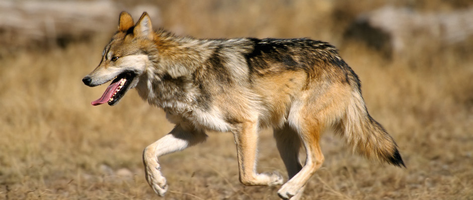 Mexican_Wolf_feature