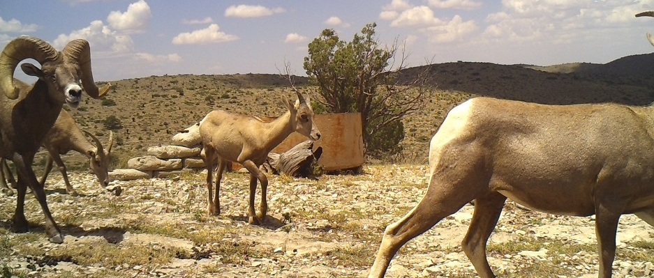 Animal and Plant Biodiversity Restoring Desert Habitats at Circle Ranch |  Pitchstone Waters