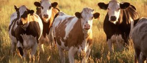 1024px-Cattle_herd