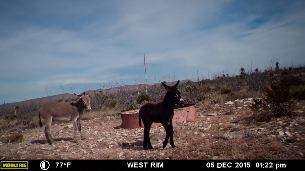 circle_ranch_game_camera_winter_2015_horse_west_pasture