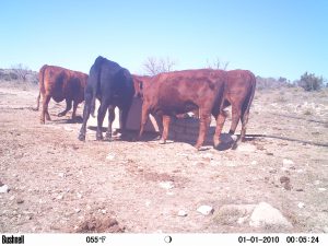 circle_ranch_game_camera_winter_2015_cattle_meadows