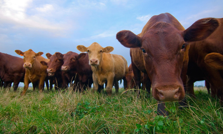 What's the Beef with Antibiotics?